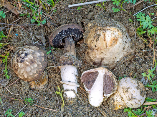 Agaricus aridicola  Geml, Geiser & Royse et alt.  (NON COMMESTIBILE) Foto Emilio Pini