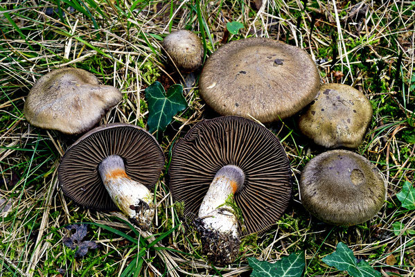 Cortinarius infractus (Pers.) Fr. (NON COMMESTIBILE) Foto Emilio Pini