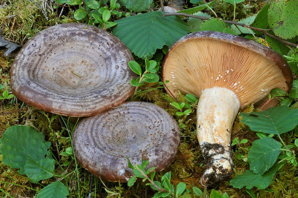 Lactarius subcircellatus Kühner (NON COMMESTIBILE) Foto Emilio Pini