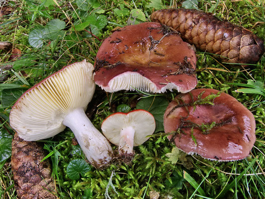 Russula vinosa Lindblad 1901 (COMMESTIBILE) Foto Emilio Pini 
