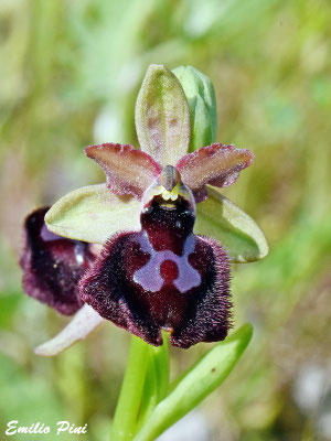 Ophrys bertoloni x Ophrys garganica 