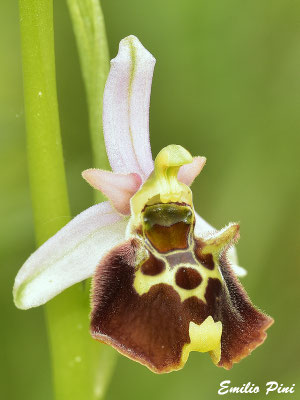 Ophrys appennina (Regione Emilia Romagna)
