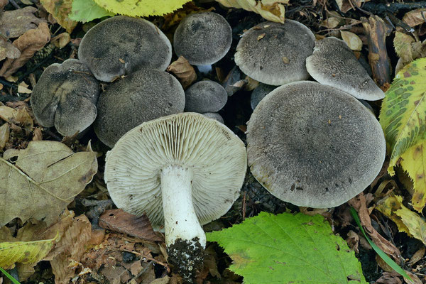 Tricholoma atrosquamosum Sacc. 1887 (COMMESTIBILE) Foto Emilio Pini