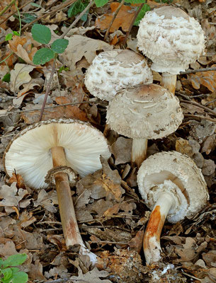 Macrolepiota rhacodes (Vittad.) Singer  (NON COMMESTIBILE) Foto Emilio Pini