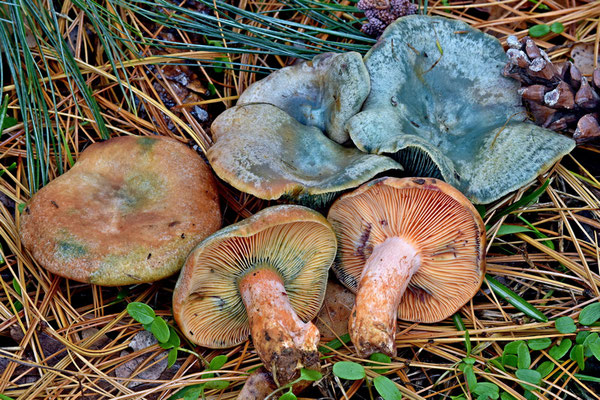 Lactarius semisanguifluus R. Heim & Leclair (COMMESTIBILE) Foto Emilio Pini 