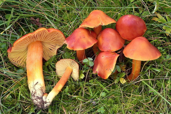 Hygrocybe punicea (Fr.) P. Kumm. (COMMESTIBILE) Foto Emilio Pini 