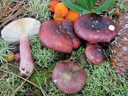 Russula torulosa Bres. 1929 (NON COMMESTIBILE) Foto Emilio Pini