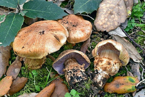 Cortinarius caligatus Malençon (COMMESTIBILE) Foto Emilio Pini