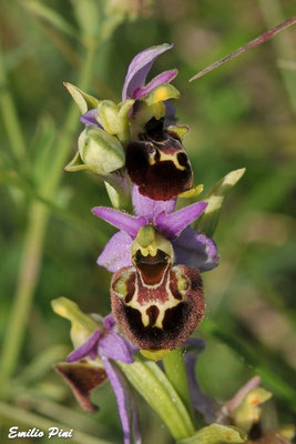 Ophrys holoserica ssp. holoserica