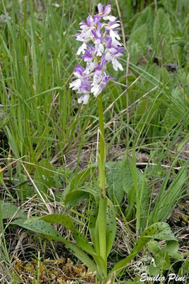 Orchis ichnusae x Orchis provincialis  Regione Sardegna 