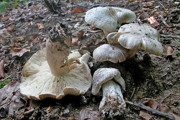 Tricholoma filamentosum (Alessio) Alessio 1988 (TOSSICO) Foto Emilio Pini