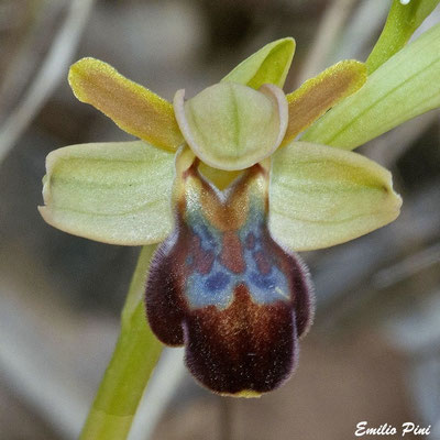 Ophrys delforgei x Ophrys forestieri 