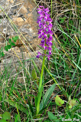 Orchis ovalis x Orchis provincialis Regione Emilia Romagna 