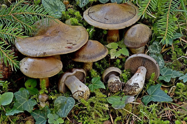 Cortinarius infractus (Pers.) Fr. (NON COMMESTIBILE) Foto Emilio Pini