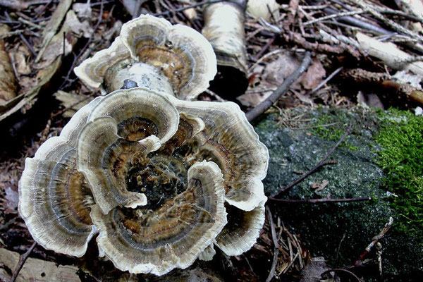 Trametes versicolor (L. : Fr.) Lloyd (NON COMMESTIBILE) Foto Emilio Pini