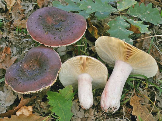 Russula vinosobrunnea (Bres.) Romagn. 1967 (COMMESTIBILE) Foto Emilio Pini 