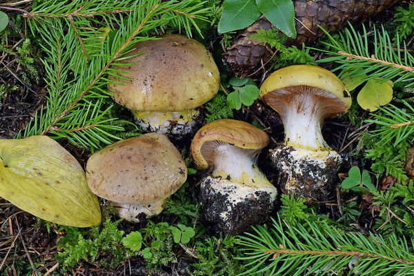 Cortinarius aureopulverulentus M.M. Moser 1952 (NON COMMESTIBILE) Foto Emilio Pini