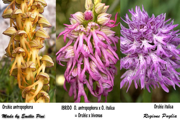 Orchis italica x Orchis antropophora
