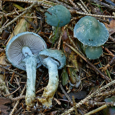 Stropharia aeruginosa (Curtis) Quél. 1872 (NON COMMESTIBILE) Foto Emilio Pini 