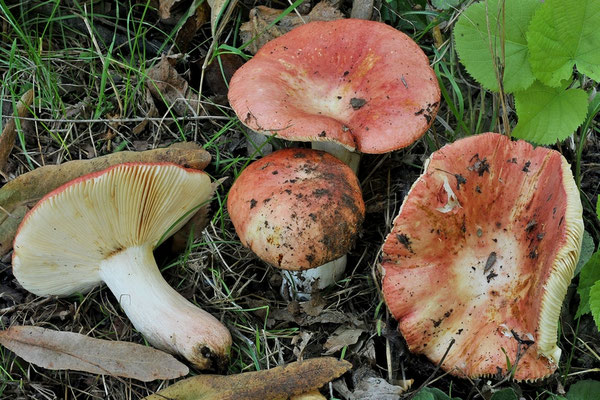 Russula maculata Quél. 1878 (NON COMMESTIBILE) Foto Emilio Pini