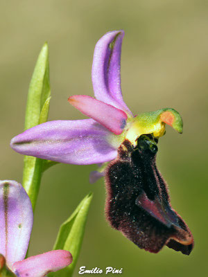 Ophrys benacensis