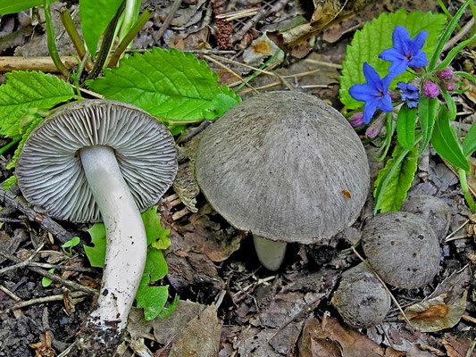 Tricholoma triste (Scop.) Quél. 1872 (COMMESTIBILE) Foto Emilio Pini 