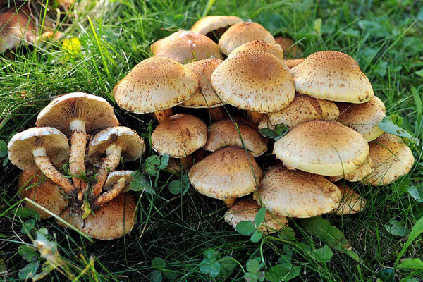 Pholiota squarrosa (Vahl) P. Kumm. 1871 (NON COMMESTIBILE) foto Emilio Pini 