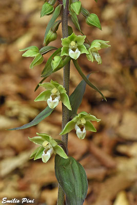 Epipactis purpurata (Regione Emilia Romagna)
