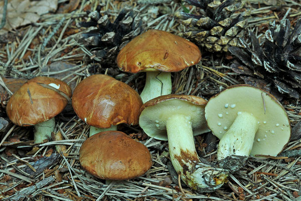 Suillus granulatus (L.) Roussel 1796 (COMMESTIBILE) foto Emilio Pini 