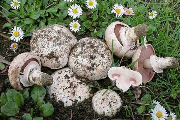 Agaricus bitorquis (Quél.) Saccardo (COMMESTIBILE) Foto Emilio Pini