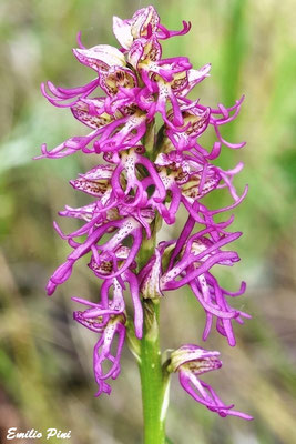 Orchis antropophora x Orchis simia  Regione Piemonte