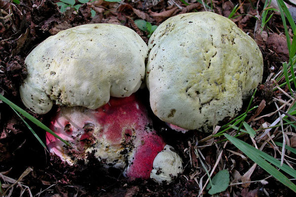 Boletus satanas Lenz (VELENOSO) Foto Emilio Pini
