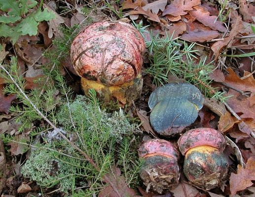 Boletus lupinus Fries (COMMESTIBILE) Foto Emilio Pini