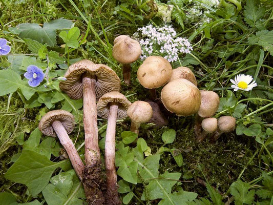 Inocybe bongardii (Weinm.) Quél. (NON COMMESTIBILE) Foto Emilio Pini