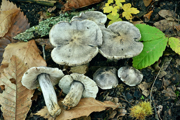 Tricholoma bresadolanum Clémençon (TOSSICO) Foto Emilio Pini  