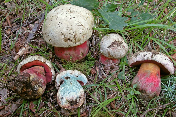 Boletus satanas Lenz (VELENOSO) Foto Emilio Pini