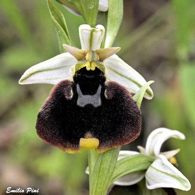 Ophrys holoserica ssp chestermanii (Regione Sardegna)
