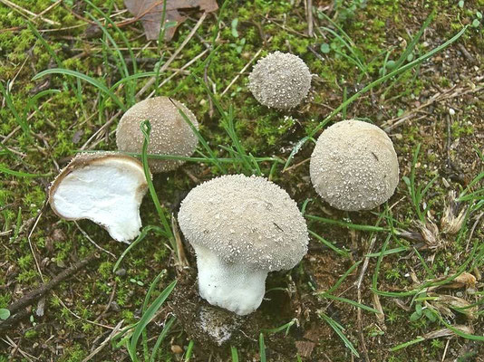 Lycoperdon lividum Pers. (NON COMMESTIBILE) Foto Emilio Pini
