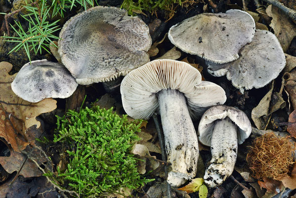 Tricholoma bresadolanum Clémençon (TOSSICO) Foto Emilio Pini 