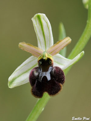 Ophrys panormitana (Regione Sicilia)