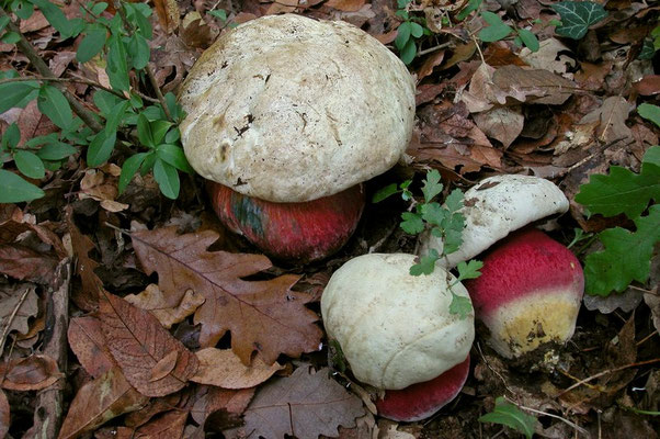 Boletus satanas Lenz (VELENOSO) Foto Emilio Pini