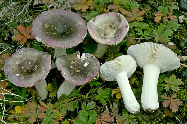 Russula pelargonia Niolle 1941 (NON COMMESTIBILE) Foto Emilio Pini