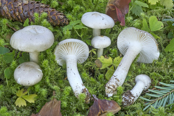 Hygrophorus hyacinthinus Quel. (COMMESTIBILE) Foto Emilio Pini 