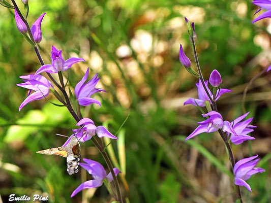 Cephalanthera rubra (Regione Emilia Romagna)