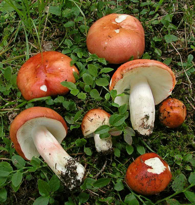 Russula paludosa Britzelm. 1891 (COMMESTIBILE) Foto Emilio Pini 