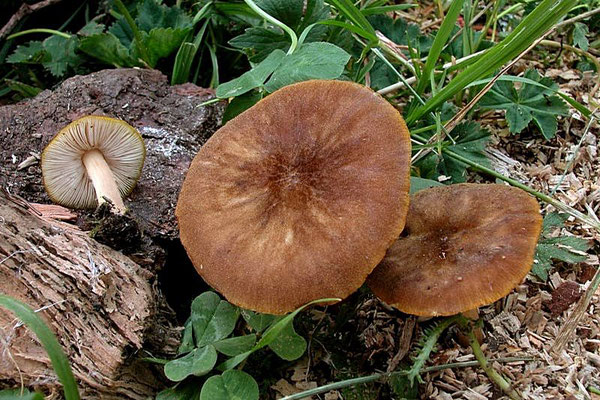 Pluteus aurantiomarginatus (Konrad) Kühner (NON COMMESTIBILE) Foto Emilio Pini 