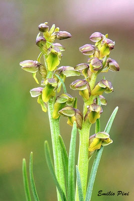 Chamorchis alpina (Provincia Trento)