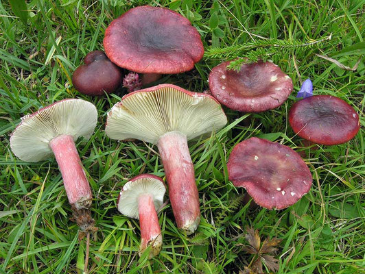 Russula queletii Fr. 1872 (NON COMMESTIBILE) Foto Emilio Pini
