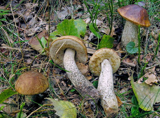Leccinum scabrum (Bull.) Gray 1821 (COMMESTIBILE) Foto Emilio Pini
