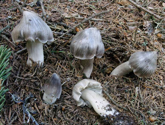 Tricholoma virgatum (Fr.) P. Kumm. 1871 (TOSSICO) Foto Emilio Pini